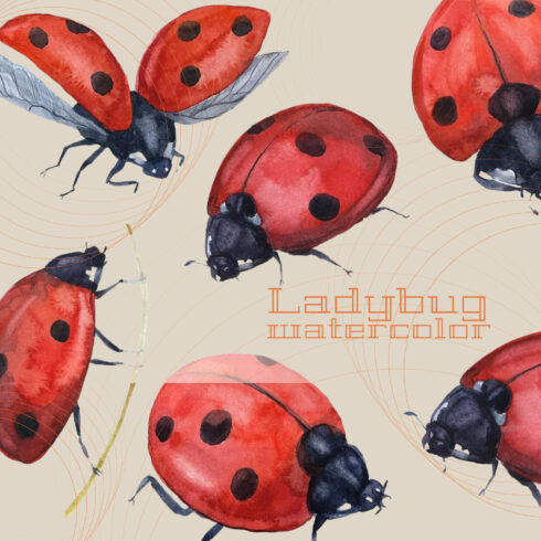 Ladybug watercolor - main image preview.