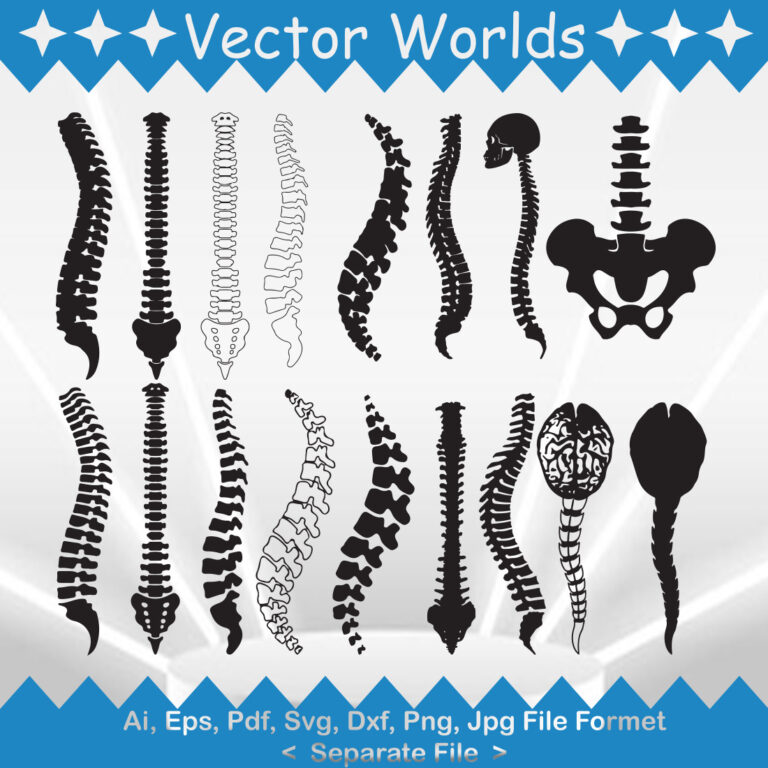 Anatomy Spine svg, Anatomy svg, Spine svg, Back, Human, SVG, ai, pdf ...