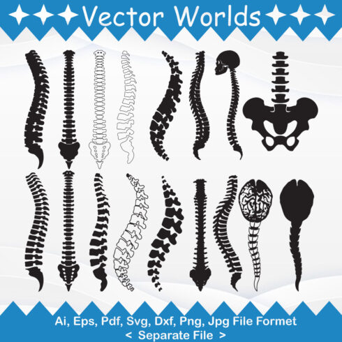 Anatomy Spine svg, Anatomy svg, Spine svg, Back, Human, SVG, ai, pdf ...