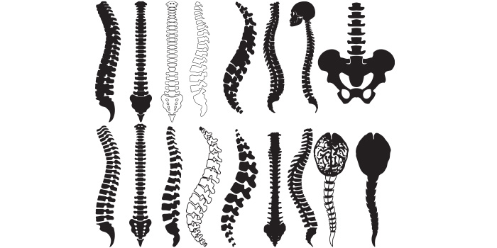 Anatomy Human Spine Back SVG Facebook Image.
