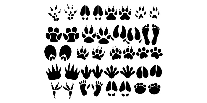 Black and white image of footprints of animals.