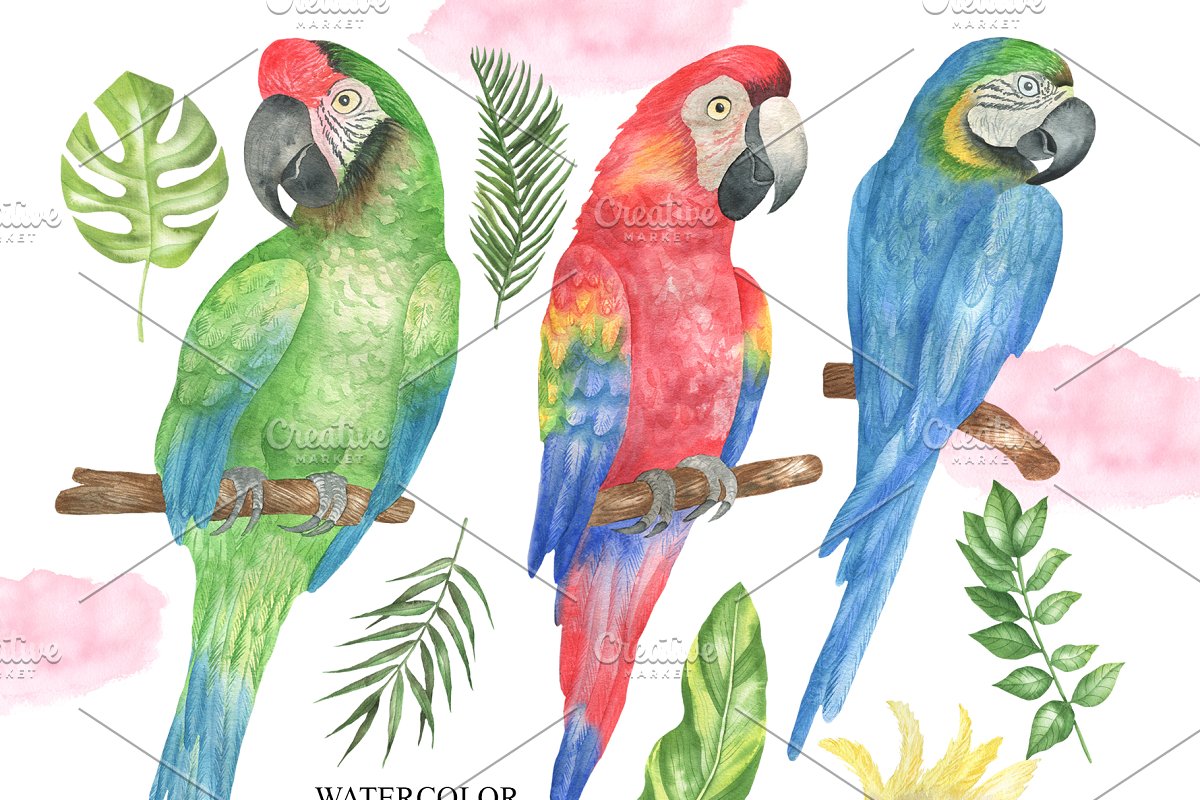 Colorful watercolor parrots for your design.