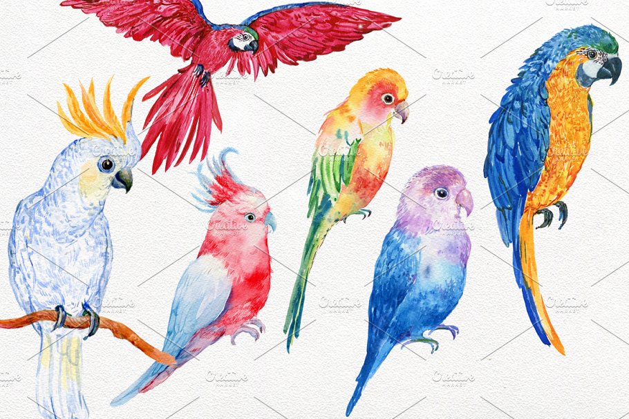 A set of cute parrots clipart illustrations in a watercolor style.