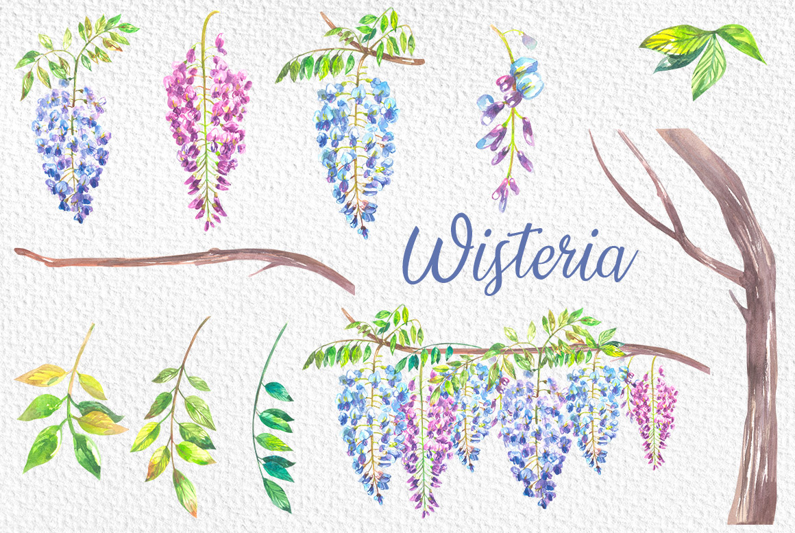 Wisteria Watercolor Flowers Illustration Elements Example.