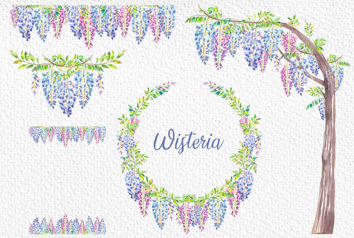 Wisteria Watercolor Flowers Illustration.