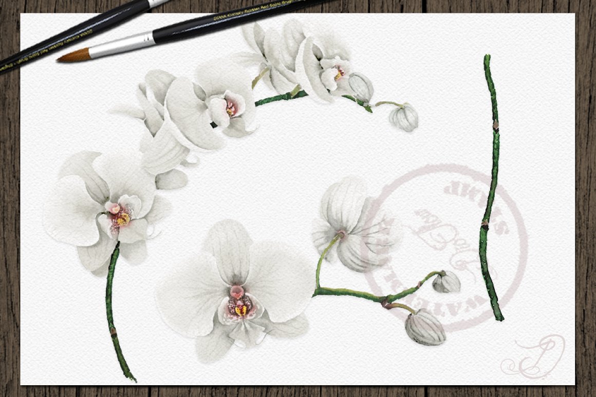 White orchid for your delicate composition.