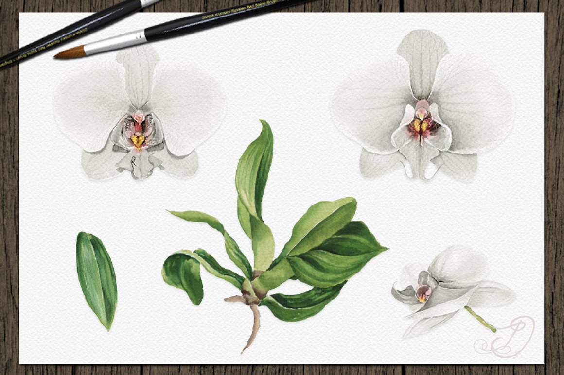 Separate orchid elements.