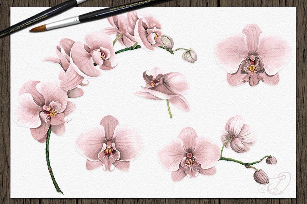 Pastel orchid for you.