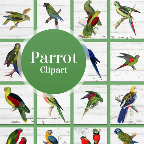 Parrot clipart - main image preview.