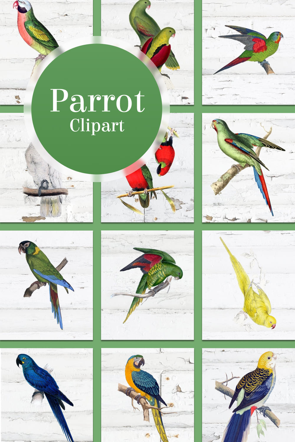 Parrot clipart - pinterest image preview.