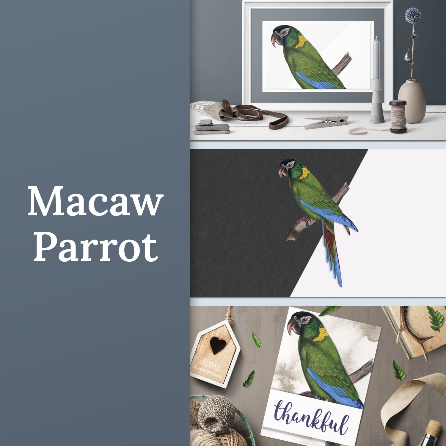 Parrot macaw parrot - main image preview.
