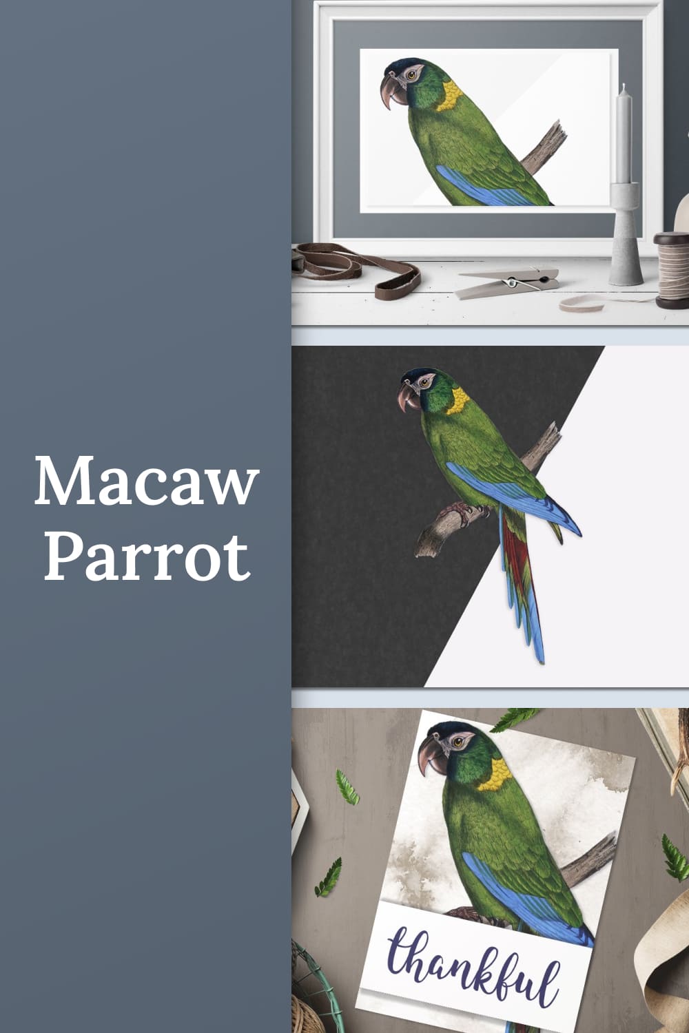 Parrot macaw parrot - pinterest image preview.