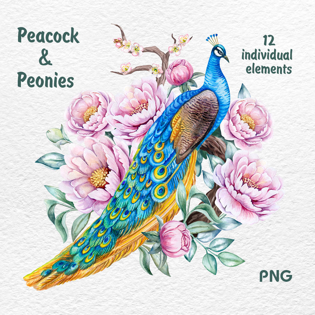 Peacock Pink Peonies Watercolor Clipart cover image.