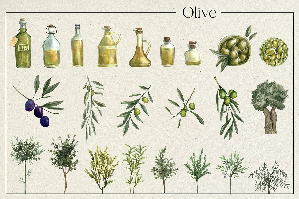 Here you will find individual elements of olive, olive tree, olive oil.
