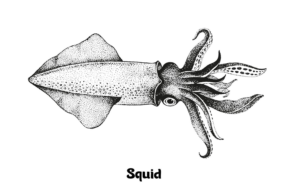 Seafood squid illustration.