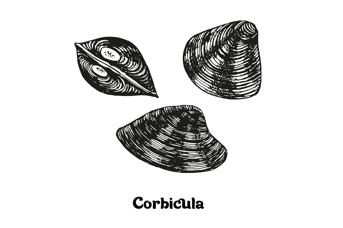 Seafood corbicula illustration.