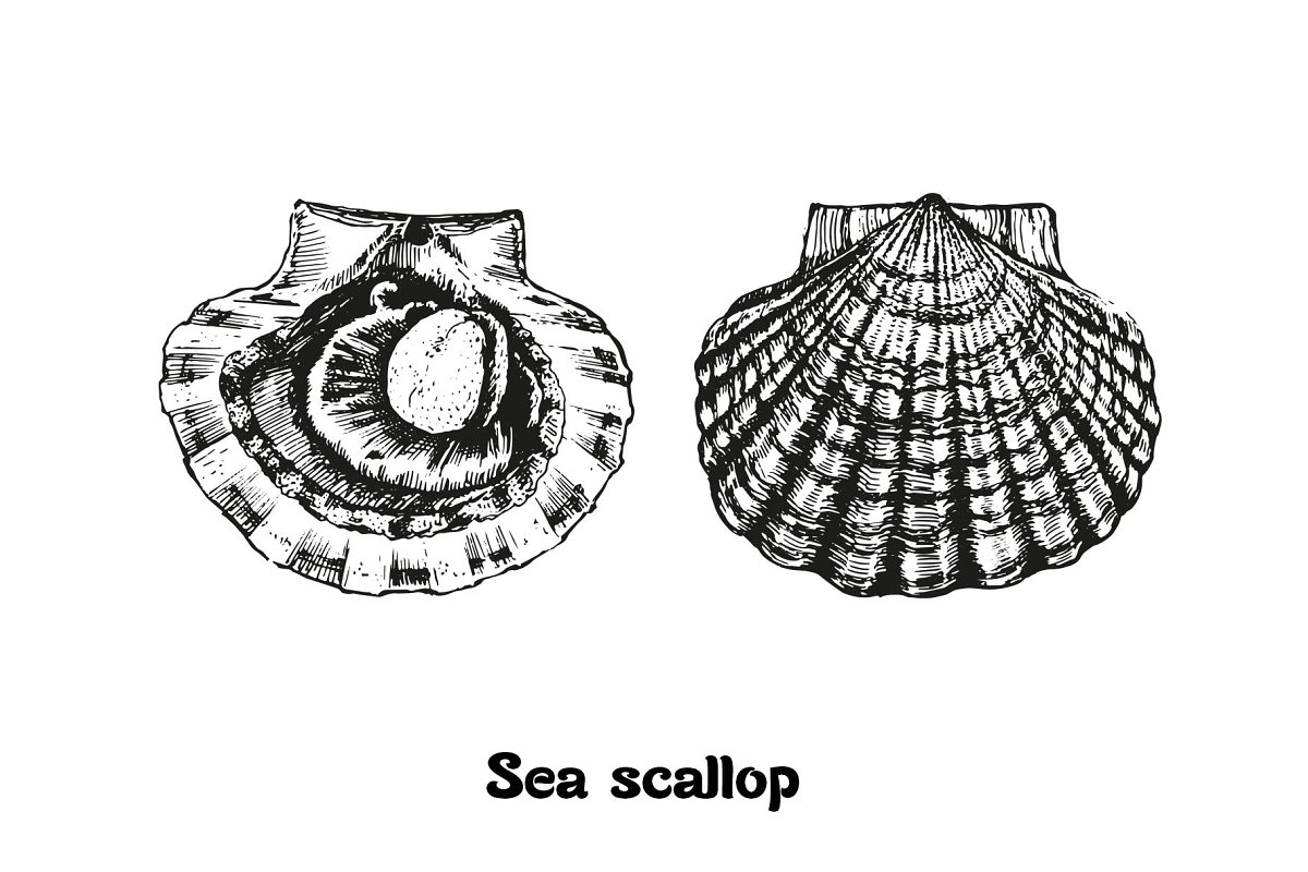 Seafood sea scallop clipart.