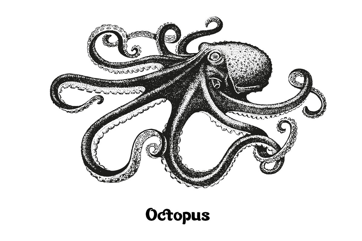 Seafood octopus illustration.