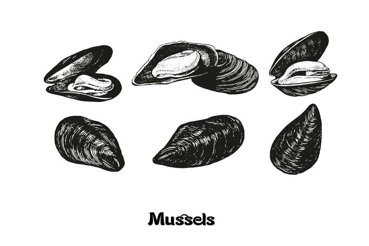 Seafood mussels illustration.