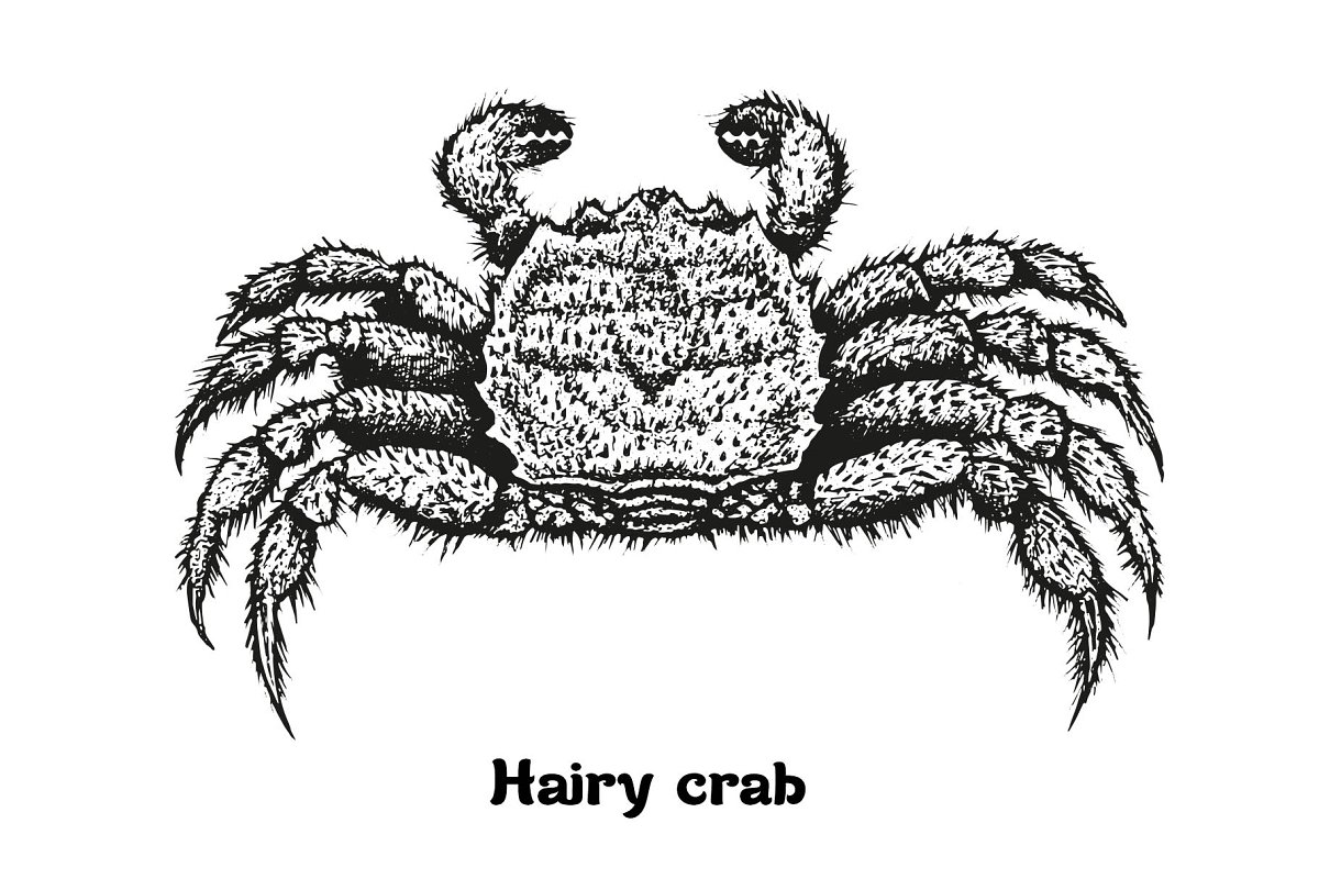 Seafood hairy crab clipart.
