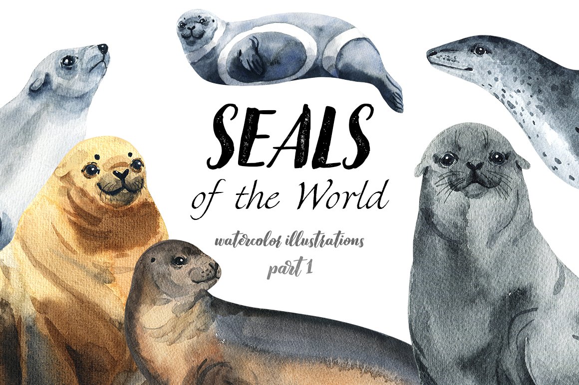 High quality seals illustrations in a watercolor style.