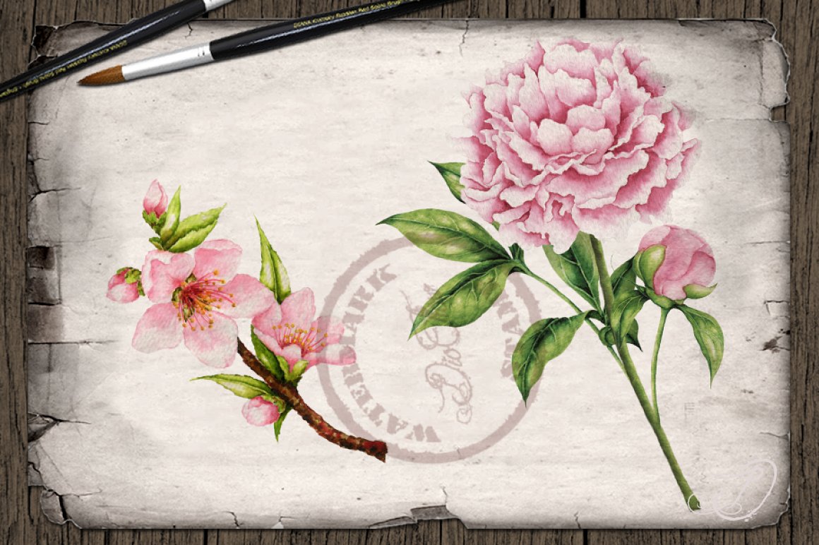 Pink peony on a vintage paper.