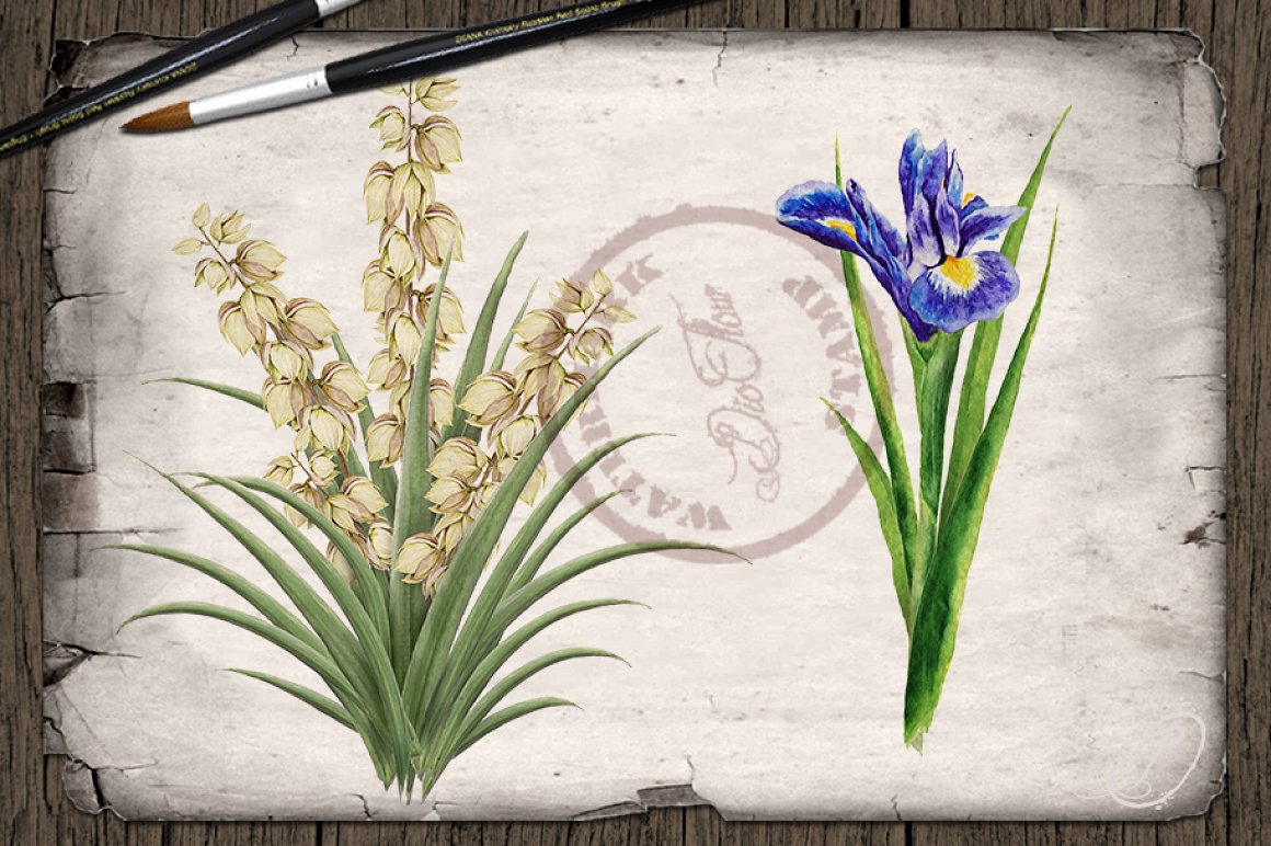 Spring flowers for fresh illustrations.