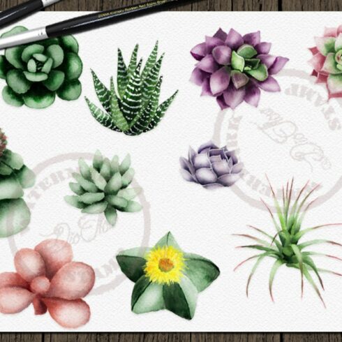 Succulent Watercolor Clipart 