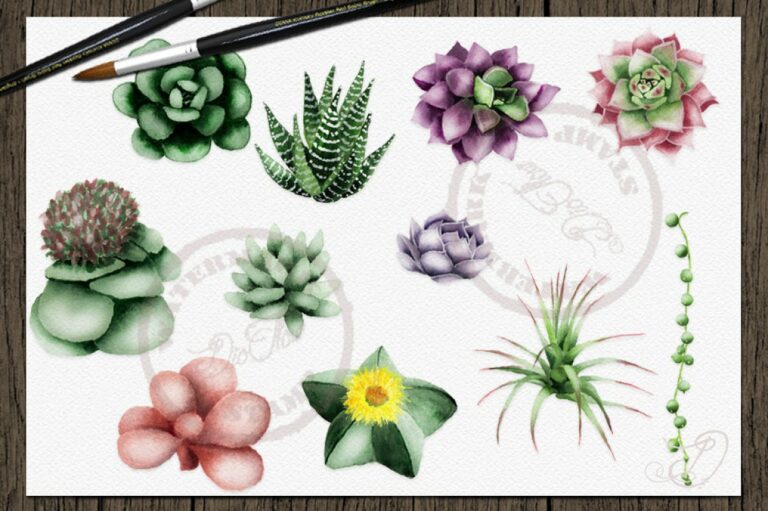 Succulent Watercolor Clipart | Master Bundles