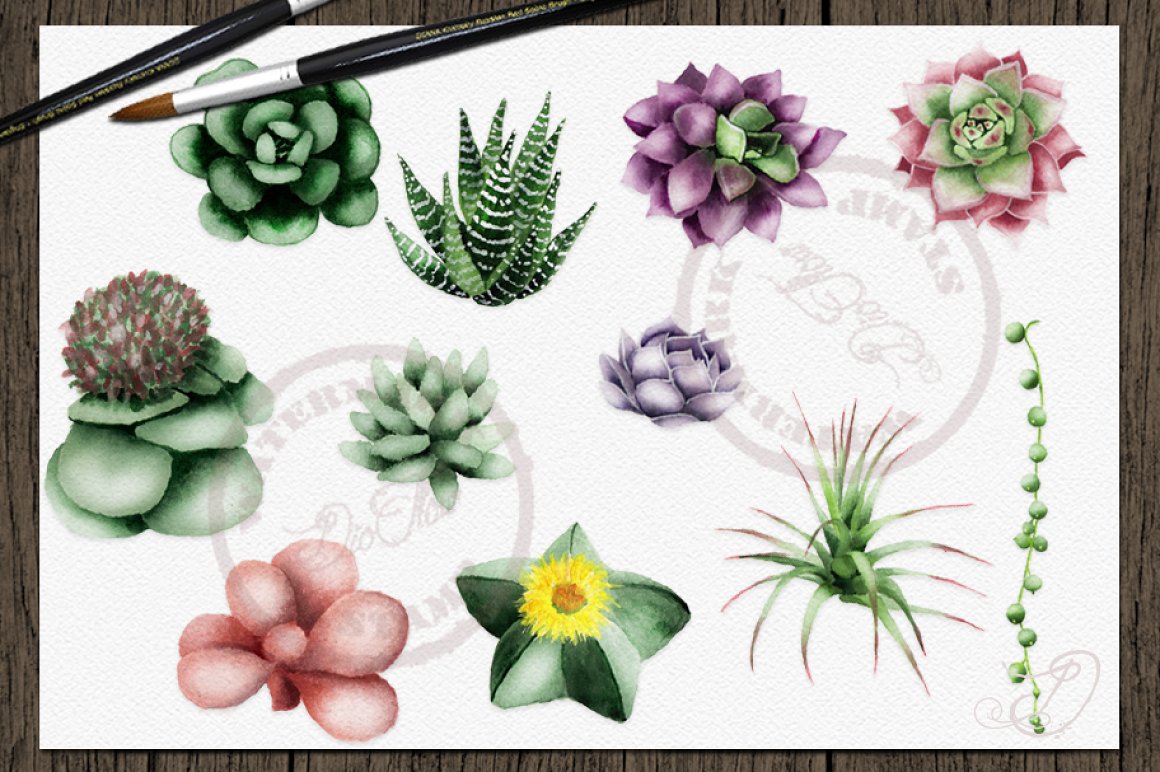 Nice collection for succulent illustration.