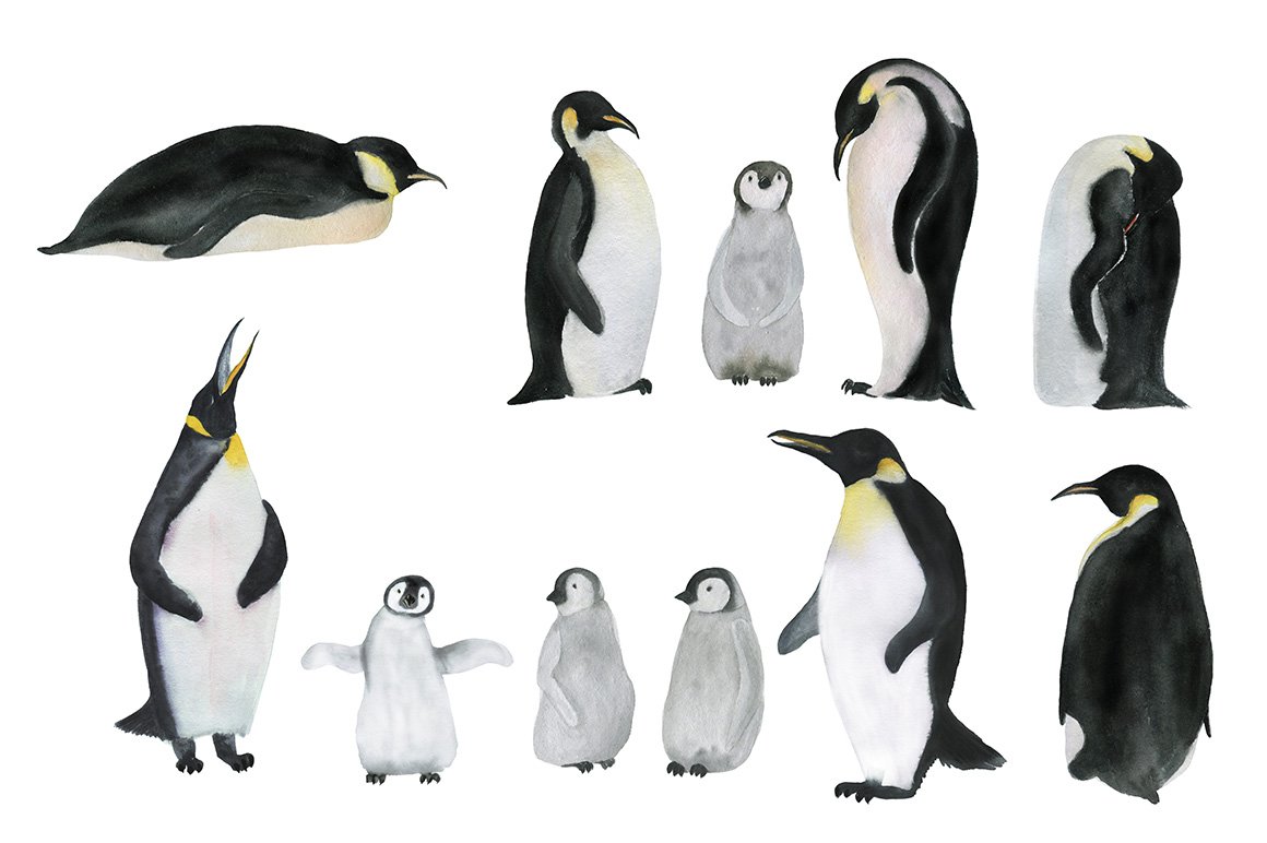 Diverse of penguins.