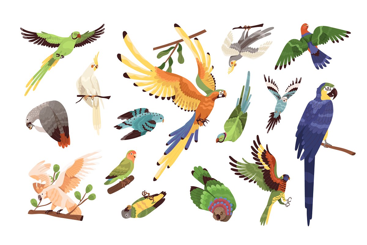 If you're looking for a set of parrot illustrations then this bundle is for you.