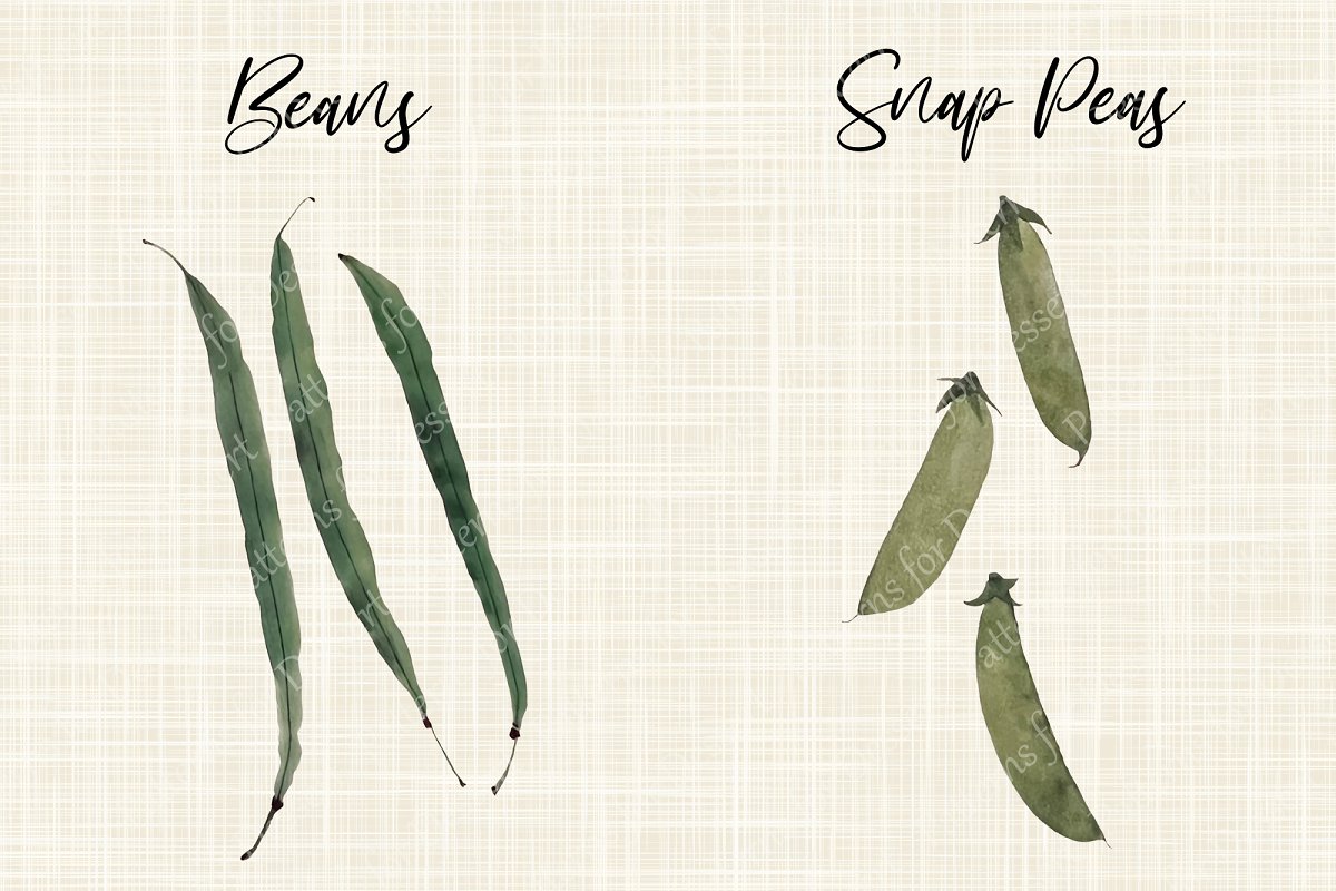 Beans watercolor illustrations.