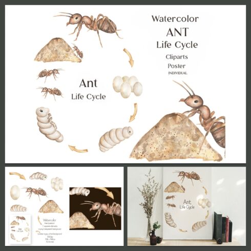 Watercolor Ant Life Cycle Clipart.