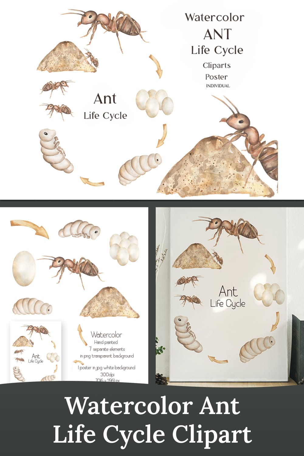 watercolor ant life cycle clipart 04