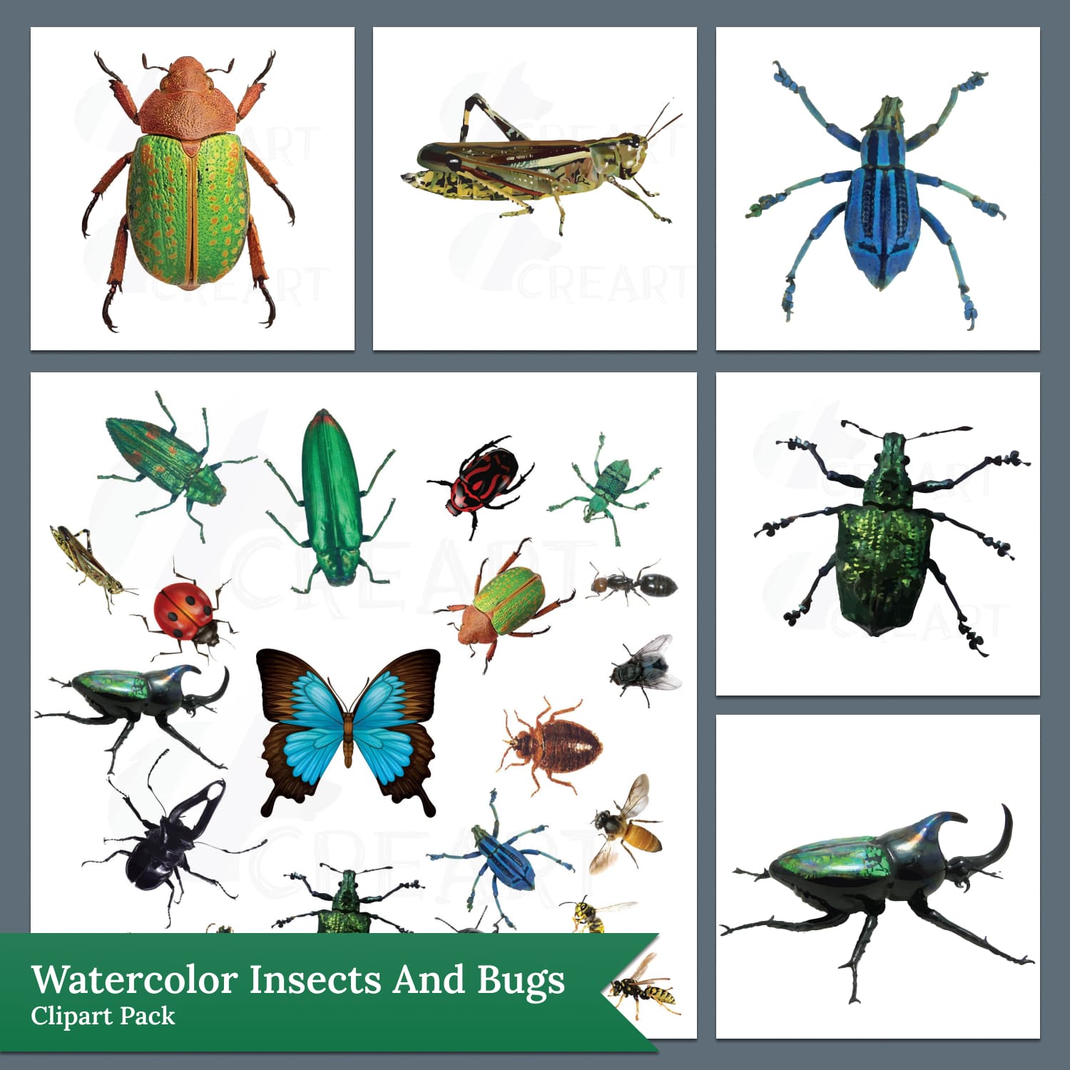 Watercolor insects and bugs clipart pack.