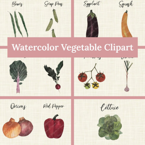 Watercolor vegetable clip art - main image preview.