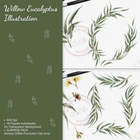 Willow Eucalyptus Illustration.