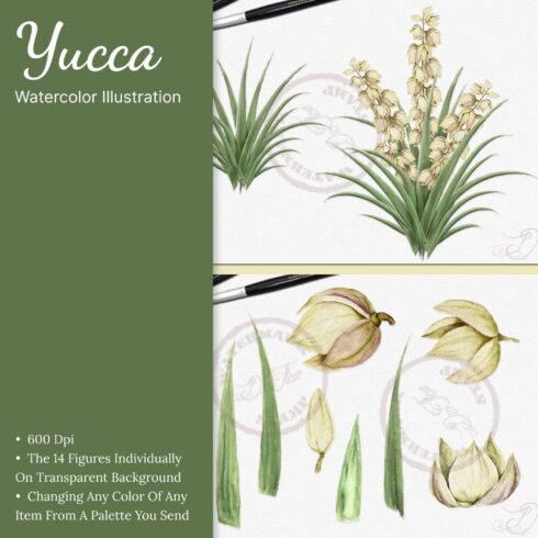 Yucca Watercolor Illustration.