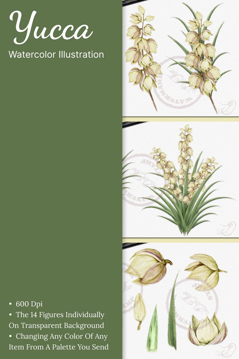 Stem with outline Yucca filamentosa or Adam's needle flower bunch and  ornate bud in pastel white isolated on white background. Stock Vector |  Adobe Stock