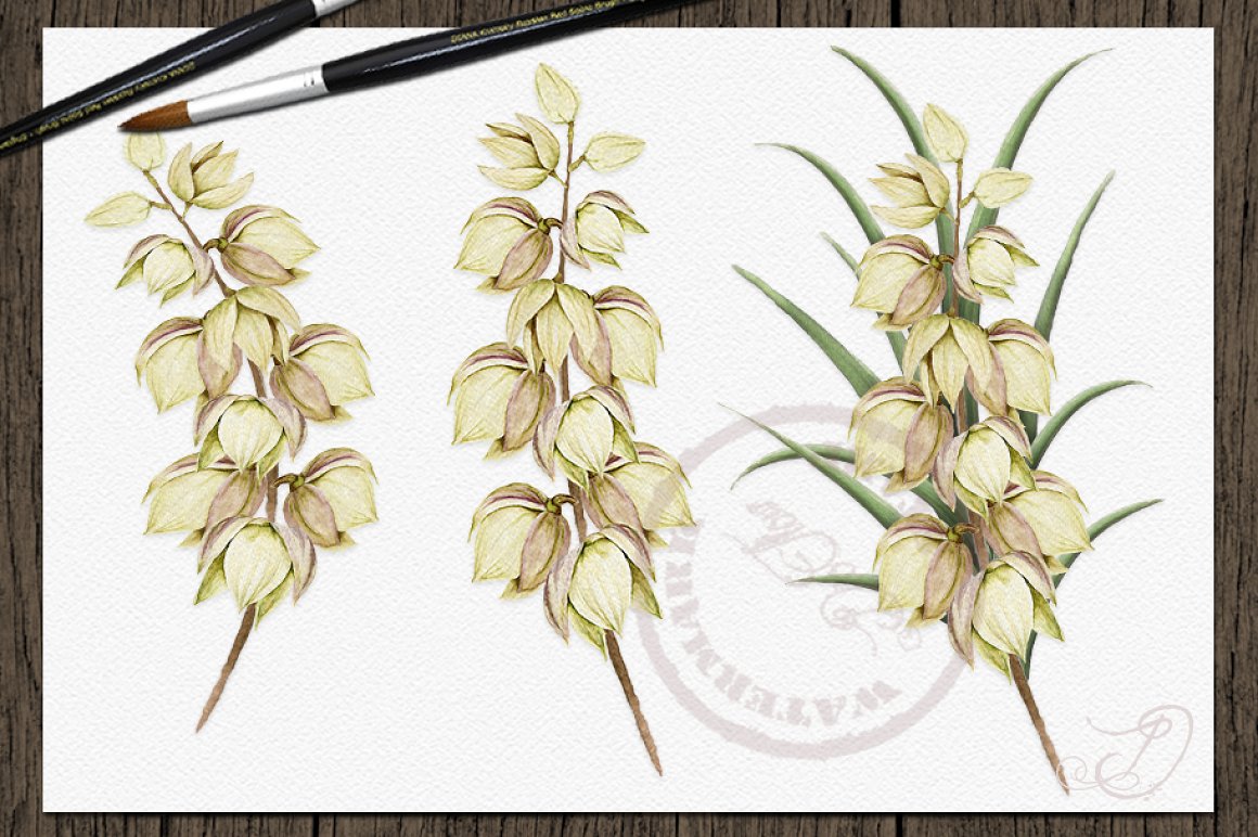 Diverse of yucca flowers.