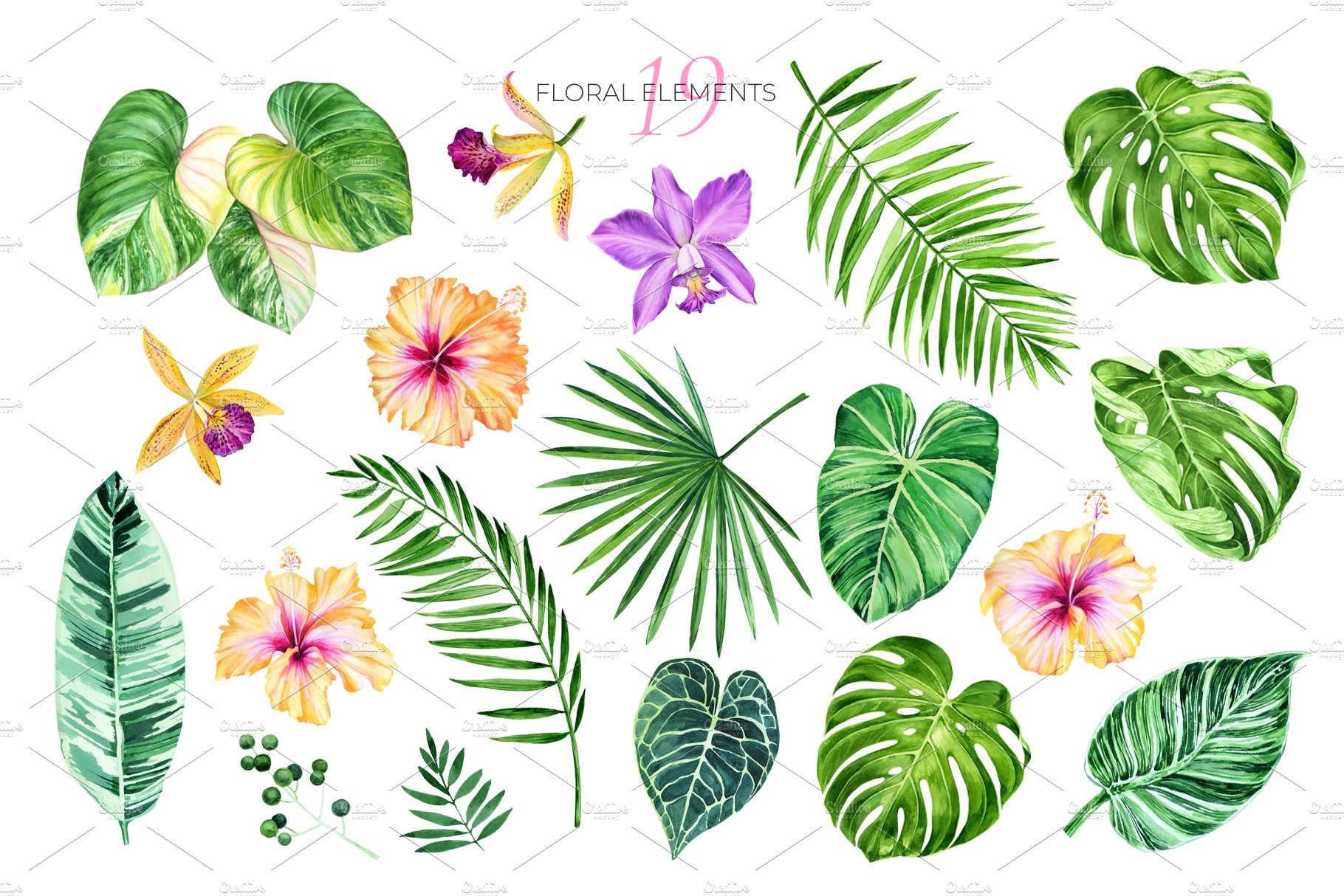 Diverse items for tropical illustration.