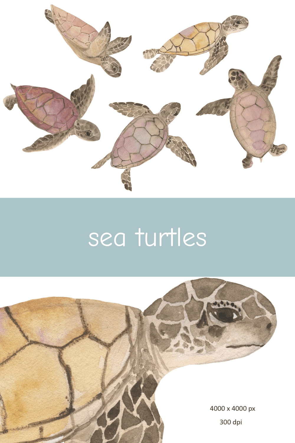 03 sea turtles pinterest