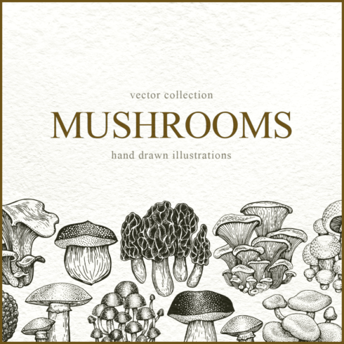Mushrooms vector collection - main image preview.
