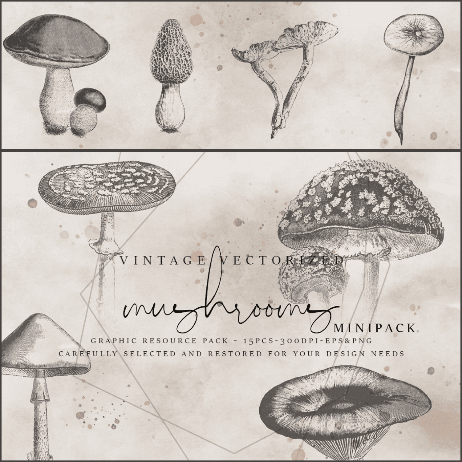 Vintage vectorized mushroom clipart - main image preview.
