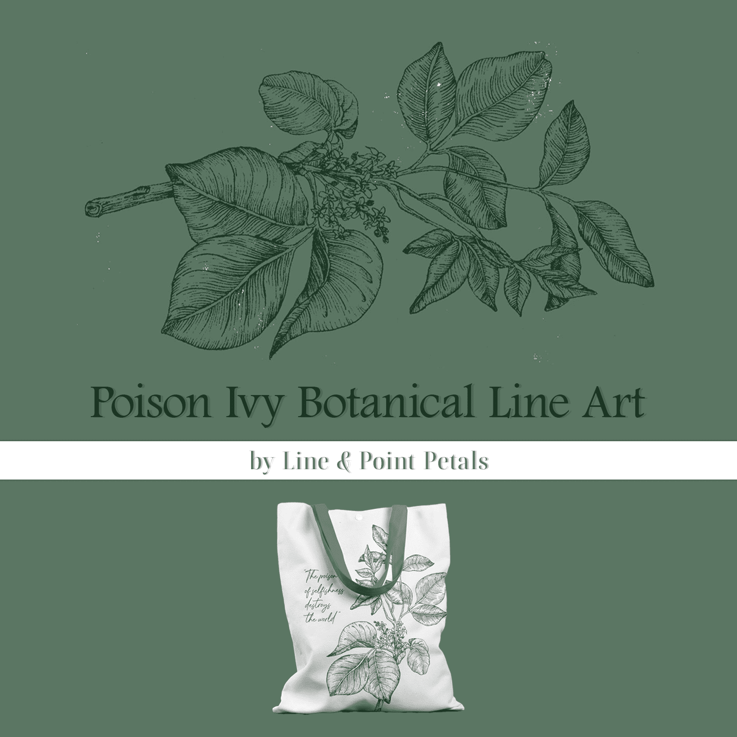 Poison Ivy Botanical Line Art.