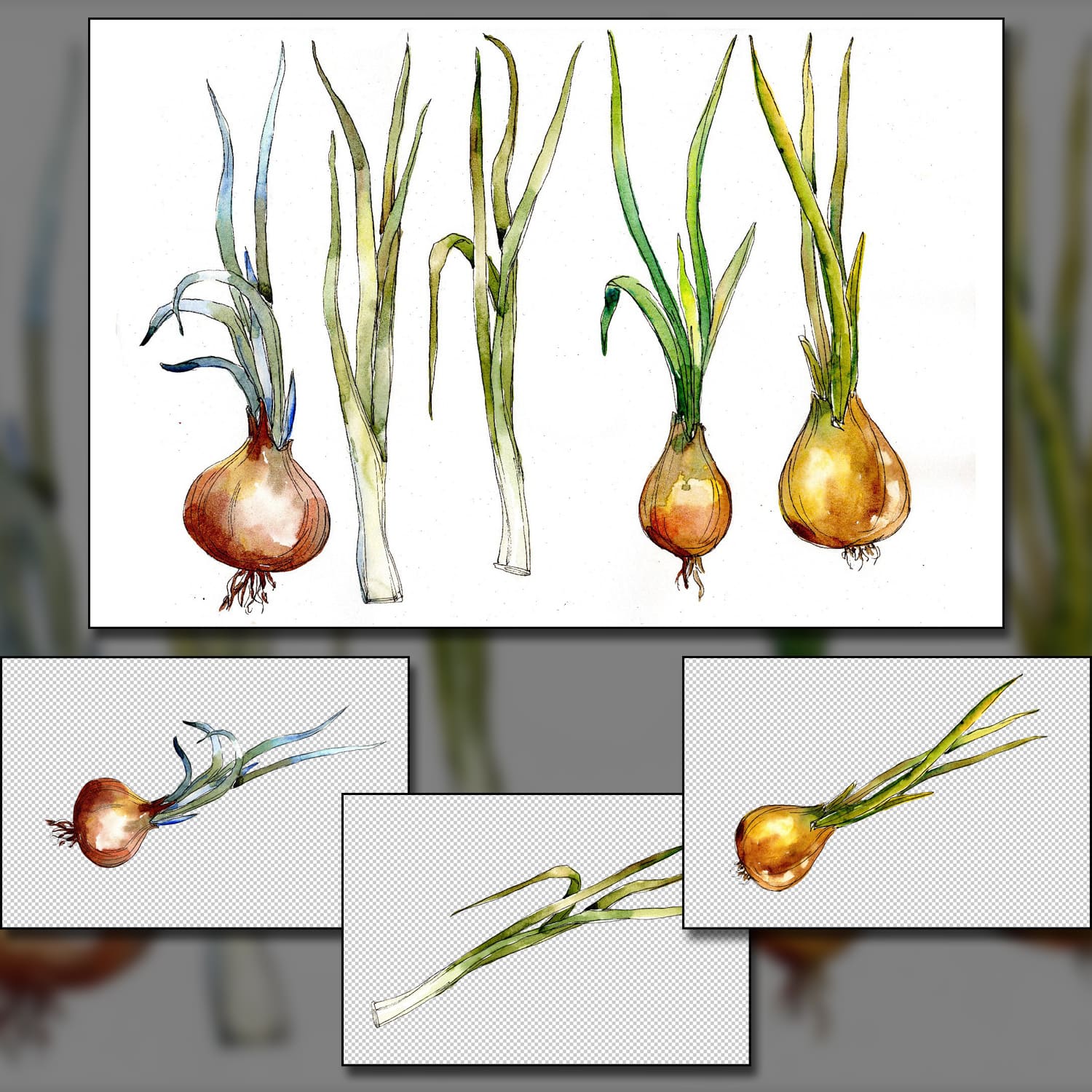 Watercolor onion vegetables PNG set cover.