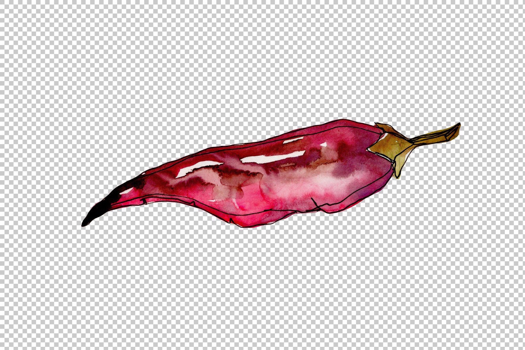 Watercolor red chili pepper on a transparent background.