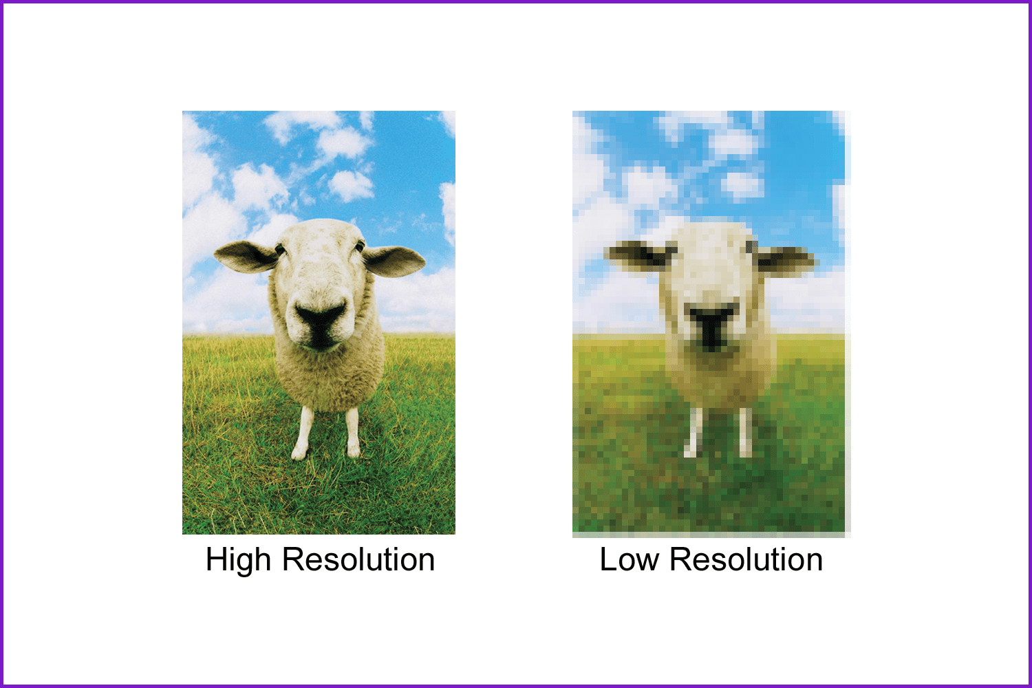 Two photos with sheep on the field.