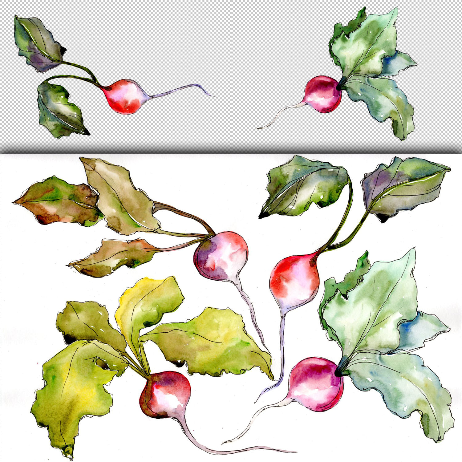 Red radish vegetables PNG watercolor set cover.